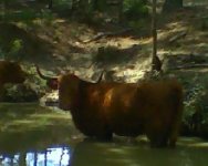 cow.jpg