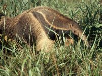 giant-anteater_538_600x450.jpg