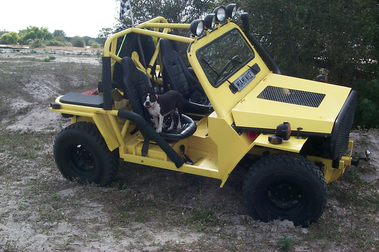 my boston terrier loves to hang with muttnutt